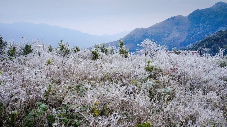 Cảnh đẹp hiếm thấy ở Tà Xùa - Băng tuyết phủ trắng xóa núi đồi
