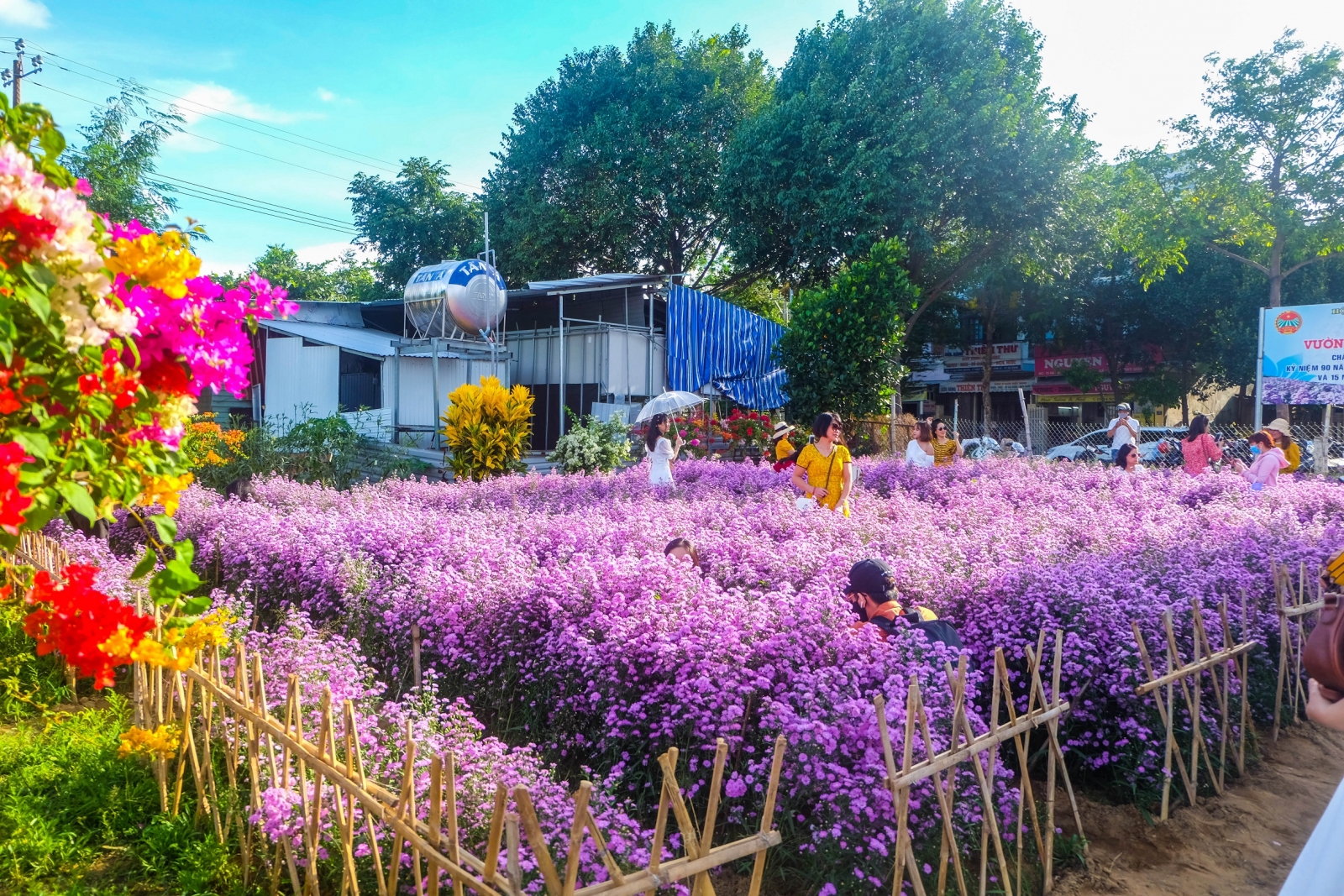 Khám phá vườn hoa thạch thảo đầu tiên ở Đà Nẵng