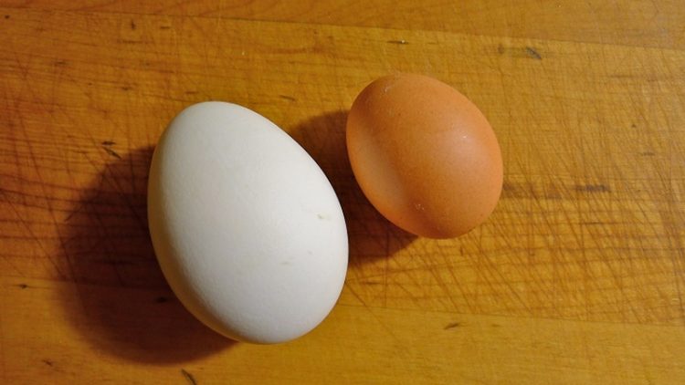 trứng vịt có kích thước to hơn tầm 30-50% so với trứng gà.