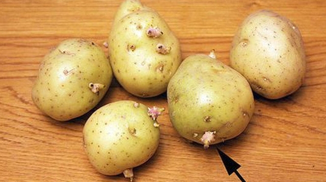 Chân mầm khoai tây chứa độc tố solanen