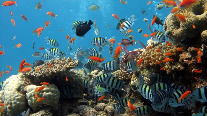 Top 5 điểm lặn ngắm san hô đẹp nhất Việt Nam