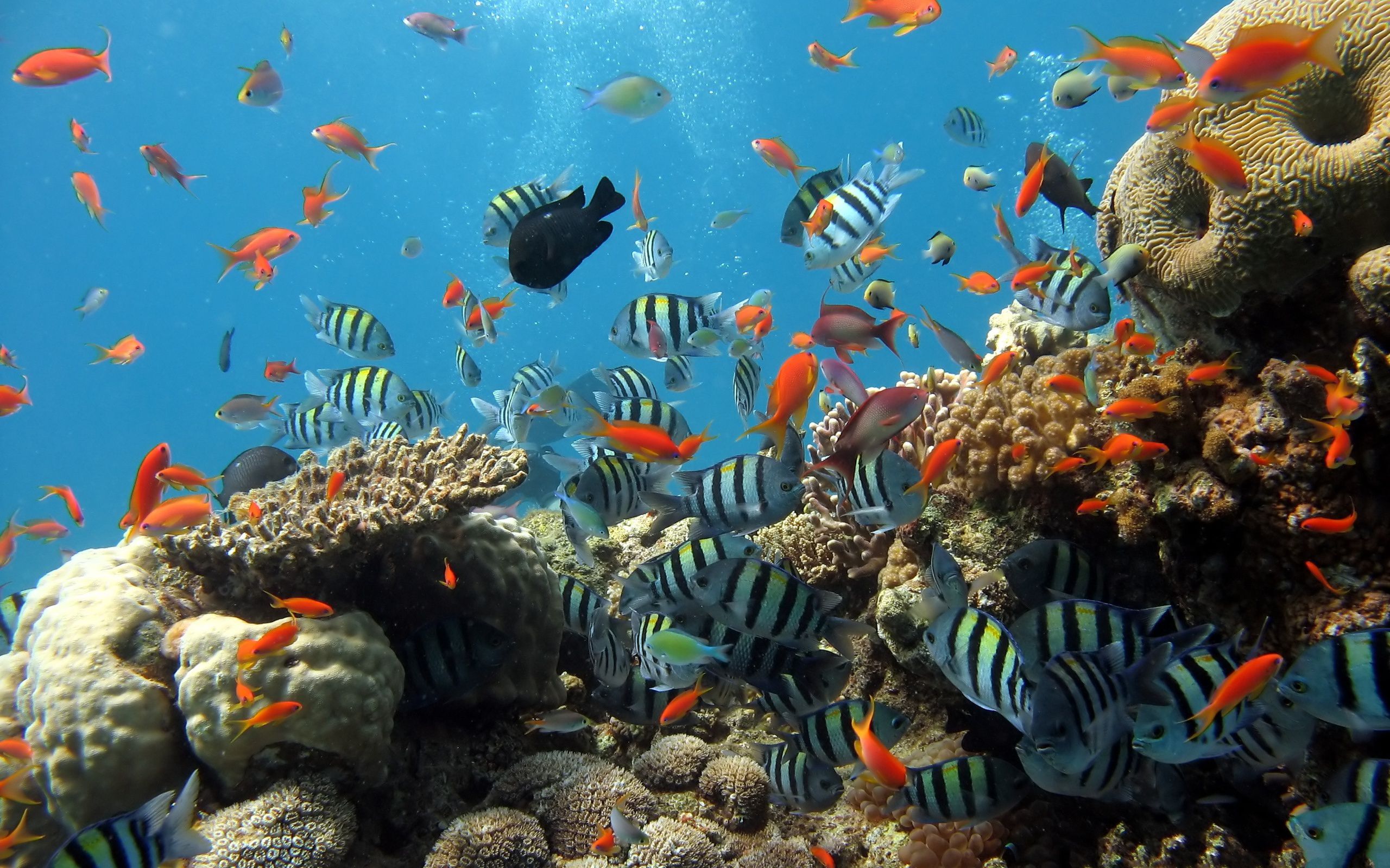 Top 5 điểm lặn ngắm san hô đẹp nhất Việt Nam