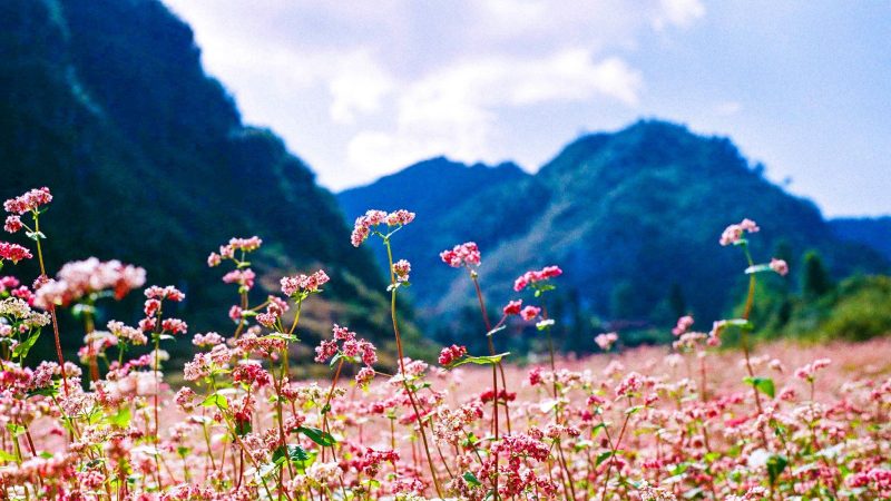 Vẻ đẹp ngọt ngào của hoa Tam Giác Mạch trên cao nguyên đá Hà Giang