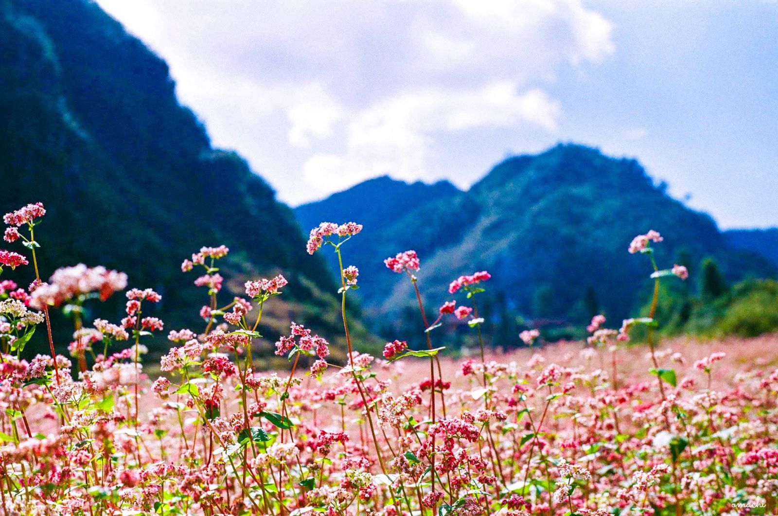 Vẻ đẹp ngọt ngào của hoa Tam Giác Mạch trên cao nguyên đá Hà Giang